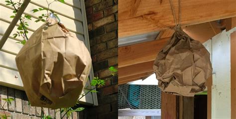 making a fake wasp nest out of a paper bag|are paper wasp nests real.